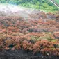 Asap mengepul dari hutan yang terbakar di Kabupaten Pelalawan, Riau. Kebakaran lahan dan hutan ini telah merusak kelestarian lingkungan hidup dan mencemari udara.(Antara)