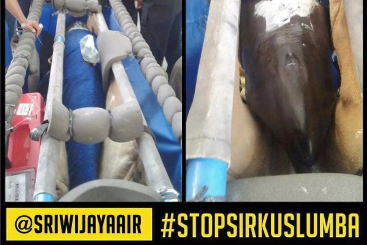 Heboh! Maskapai Penerbangan Ini Angkut Lumba-lumba untuk Sirkus
