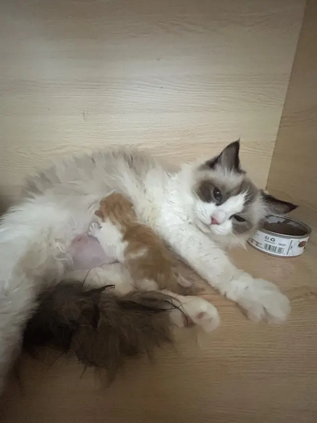 China Berhasil Kloning Kucing Dari Bahan Lokal