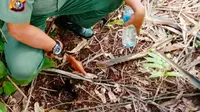 Personel BBKSDA Riau mengecek jejak diduga milik Harimau Sumatra yang belakangan diketahui milik satwa tapir. (Liputan6.com/Dok BBKSDA Riau/M Syukur)