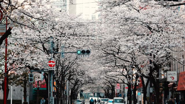 Jalanan indah di The Philosopher's Walk, Kyoto, Japan (dok. Unsplash.com/Adhita Diansyavira)