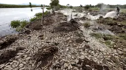 Sampel telah diambil dari sungai untuk menentukan penyebab berton-ton ikan mati, menurut media setempat. (ULISES RUIZ / AFP)