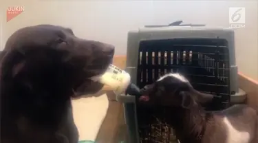 Berita anjing menyusui bayi kambing Hari Ini - Kabar Terbaru ...