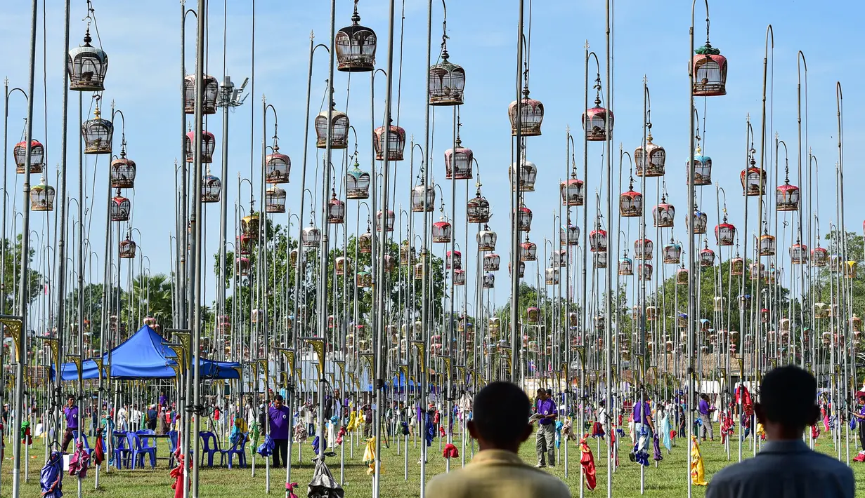 Para pria mengamati burung-burung di dalam sangkar selama kompetisi kicau burung di provinsi Narathiwat, Thailand, pada tanggal 18 September 2023. (Madaree TOHLALA/AFP)