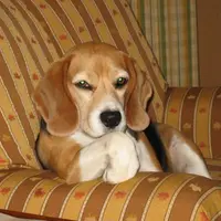 Para anjing ini curigaan seperti pak polisi kepada pelaku kejahatan.