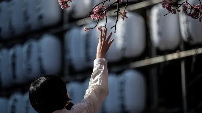 Bunga Sakura di Jepang Bermekaran Lebih Awal dari Musimnya