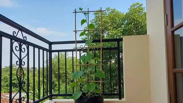 Ide Kebun untuk Sayuran Rambat Modal Bambu Saja