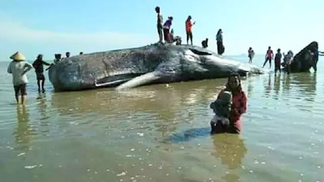 Paus Sperma Terdampar di Bombana Usai Gerhana Bulan, Apa Artinya?