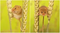 Beberapa pose menggemaskan tikus mungil 'harvest mouse'. (Daily Mail)