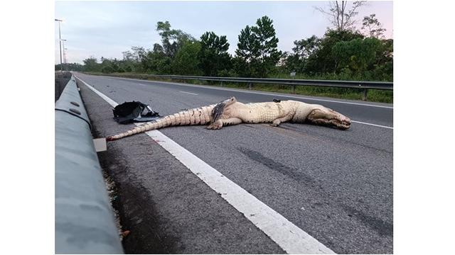 Viral di Medsos, Buaya Raksasa Mati Ditabrak Mobil saat Melintasi Jalan Tol