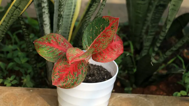 Aglaonema
