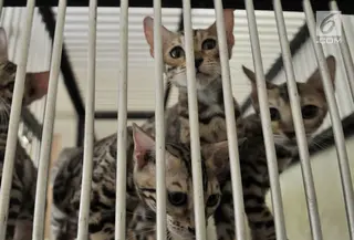 Sejumlah kucing peliharaan berada dalam kandang saat dititipkan di Hotel Kucing Mimo, Jakarta, Rabu (29/5/2019). Menjelang Hari Raya Idul Fitri atau Lebaran, Hotel Kucing Mimo mulai ramai didatangi calon pemudik yang menitipkan hewan kesayangannya. (merdeka.com/Iqbal Nugroho)