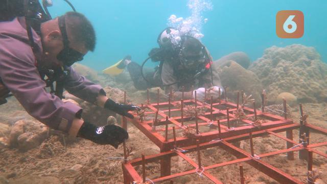 Transplantasi Terumbu Karang