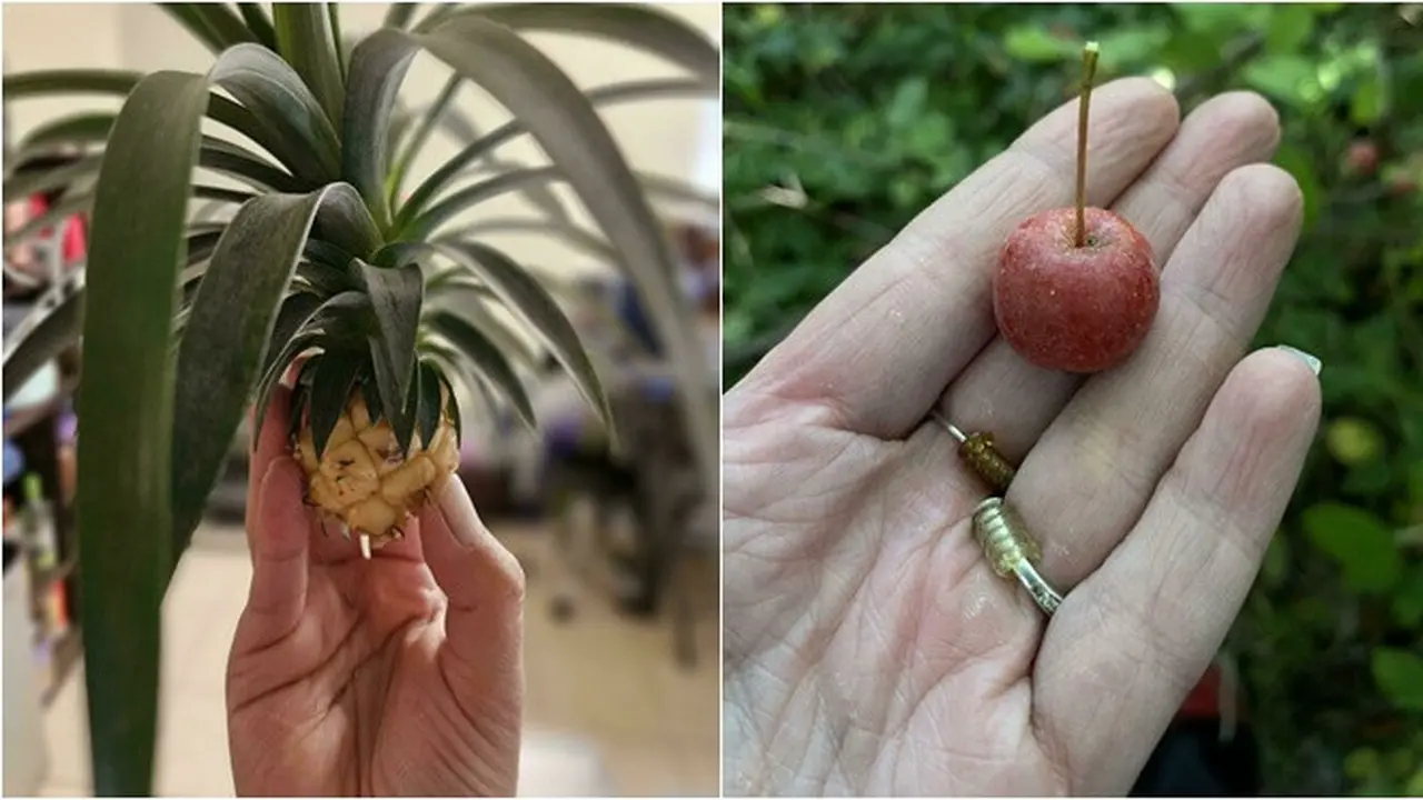 6 Potret Buah Hasil Panen Berukuran Super Mini, Bikin Heran Tukang Kebun
