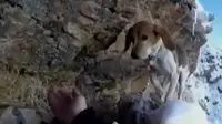 Tim SAR mendaki gunung terjal untuk selamatkan seekor anjing.