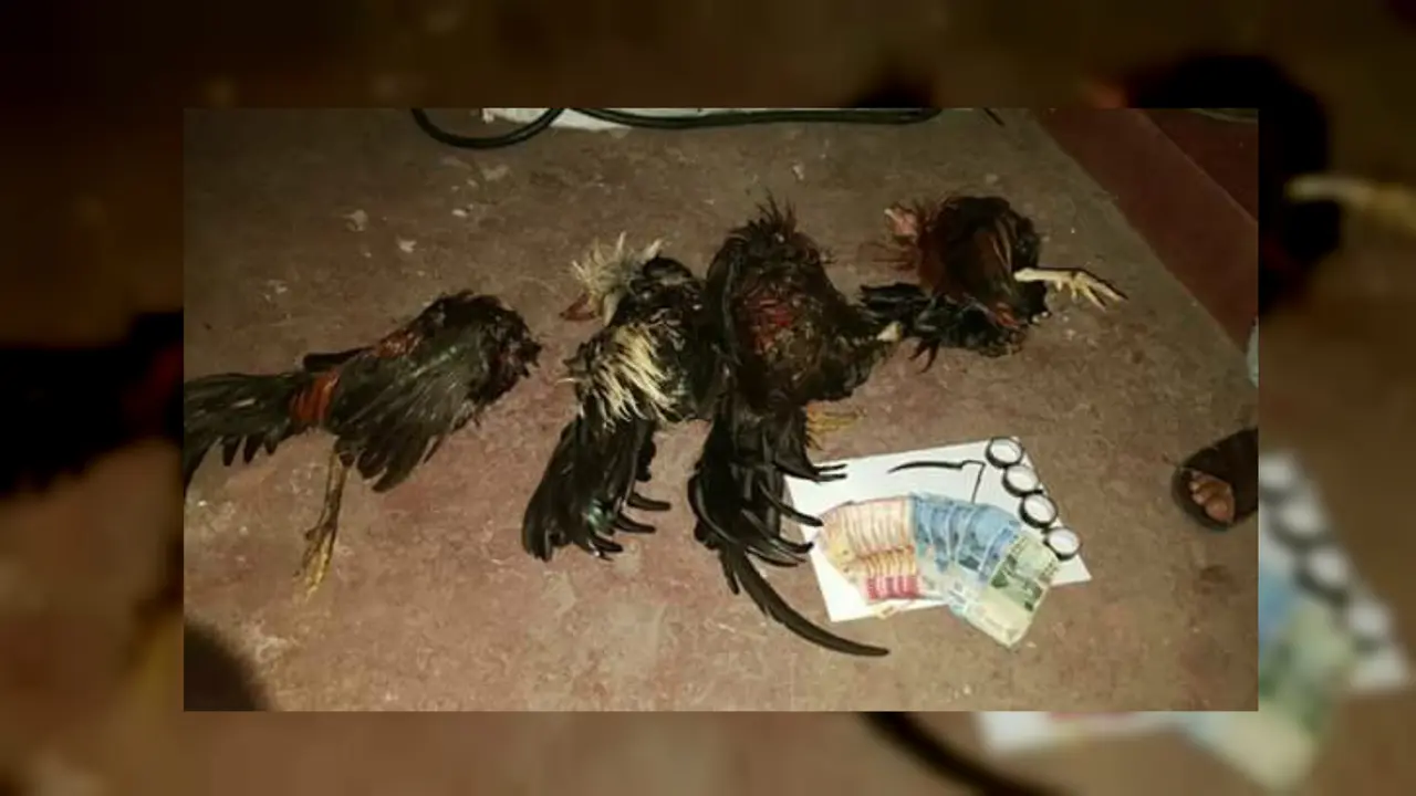 Sabung Ayam