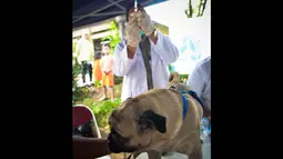 Vaksinasi massal ini dilakukan untuk pencegahan penular rabies serta memperingati Hari Rabies Sedunia yang jatuh pada 28 September mendatang, Jakarta, (3/9/14). (Liputan6.com/Faizal Fanani)