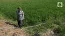 Nasim (67), petani sedang memastikan selang air untuk mengairi sawahnya yang dilanda kekeringan dapat berfungsi dengan baik di Babelan, Bekasi, Jawa Barat, Selasa (5/9/2023). (merdeka.com/Imam Buhori)