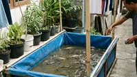 8 Cara Agar Air Kolam Lele Tidak Bau dan Hasil Panen Sehat