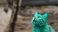Uniknya Kucing Hijau yang Hebohkan Publik
