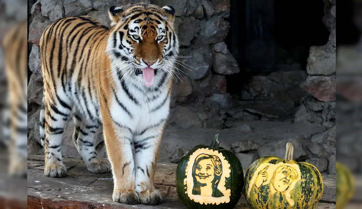  Harimau bernama Yunona beraksi saat akan melakukan pertunjukan ramal di kebun binatang Royev Ruchey di Krasnoyarsk, Rusia, Senin (7/11). Yunona akan meramal siapa yang akan menjadi Presiden AS nanti. (REUTERS/Ilya Naymushin)