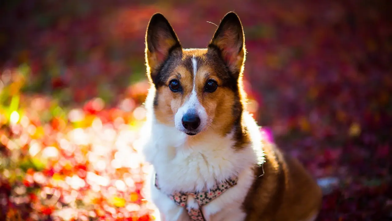 Tingkah Anak Anjing yang Bisa Membuat Duniamu Menjadi Lebih Baik