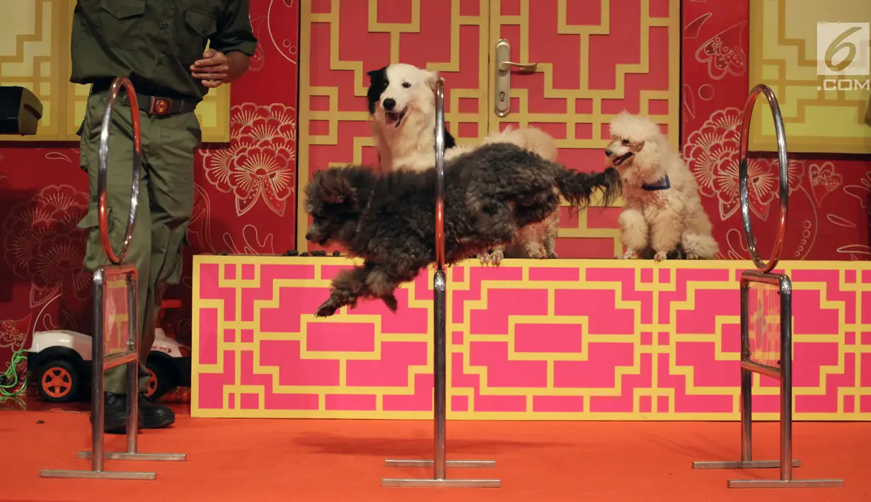 Pertunjukkan Dog Show pada pembukaan event Imlek "Lucky New Year, Lucky You" di salah satu pusat perbelanjaan di Jakarta, Jumat (2/2). Tahun Baru Imlek 2569 adalah Tahun Anjing Tanah. (Liputan6.com/Arya Manggala)