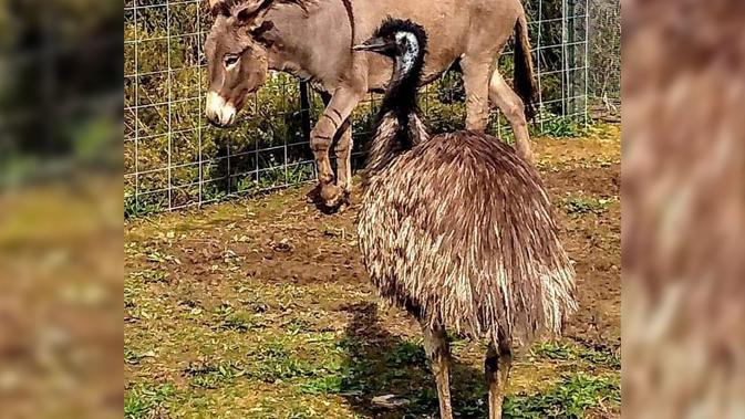 Jack Si Keledai dan Diane Si Emu. (Carolina Waterfowl Rescue)