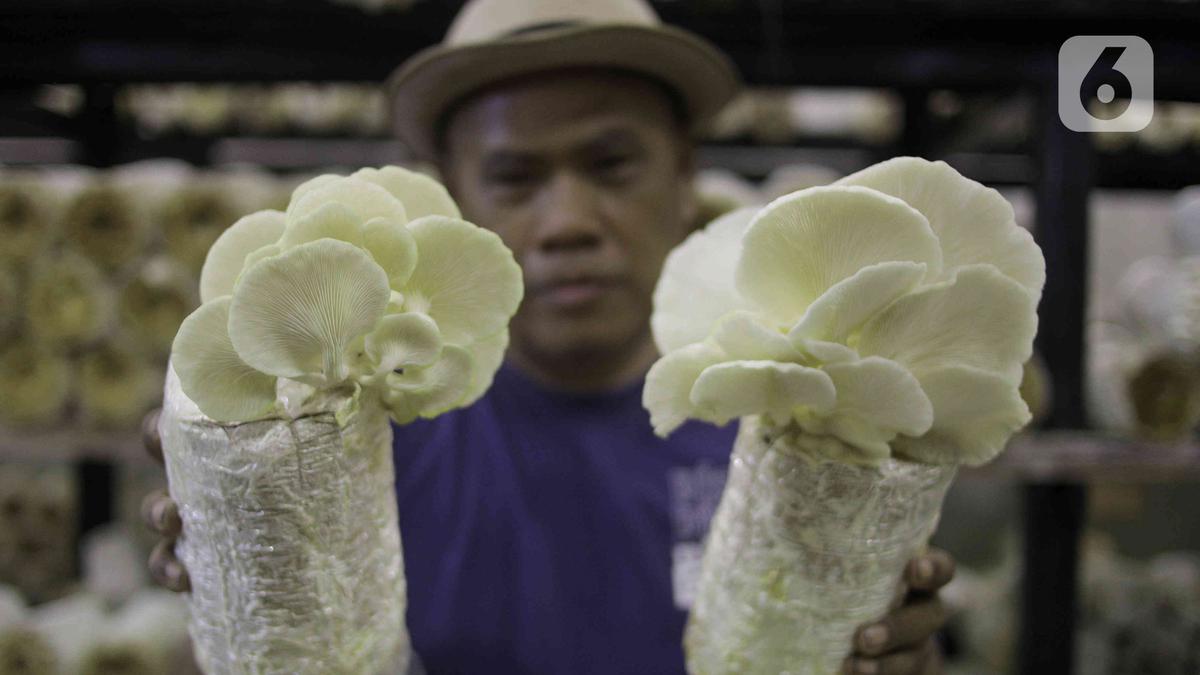 Melihat Budidaya Jamur Tiram yang Bisa Panen Tiap Hari Foto