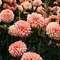 7 Cara Merawat Dahlia agar Rajin Berbunga, Jangan Sampai Salah Menyiram