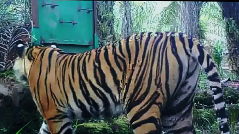 Harimau Sumatera