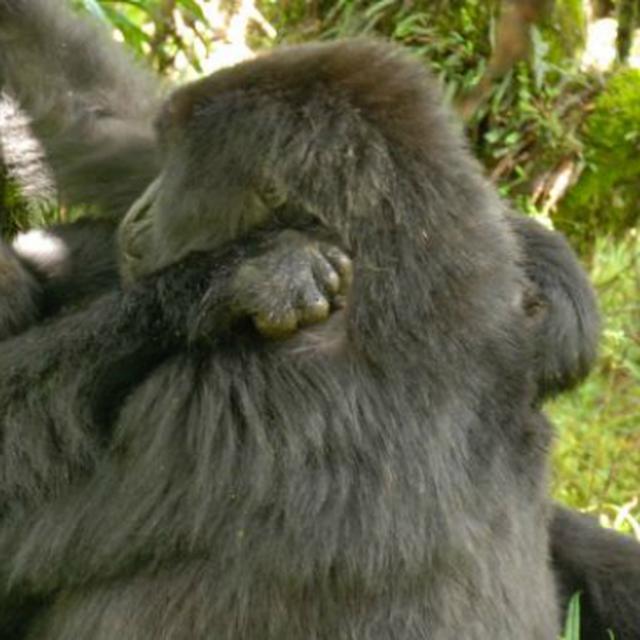 Unduh 76 Gambar Gorila Galau  Gratis HD