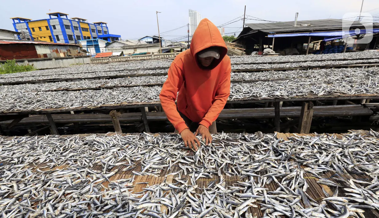 Pekerja menjemur ikan asin di Jakarta, Minggu (6/2/2022). Pengusaha ikan asin di daerah tersebut mengaku mengurangi produksinya karena permintaan pasar sedang turun dan terkendala proses pengeringan akibat curah hujan. (Liputan6.com/Angga Yuniar)