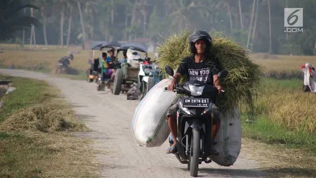 Hiruk-pikuk Petani Gorontalo Sambut Musim Panen dengan Bergotong royong