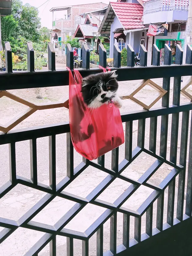 6 Kelakuan Pemilik Kucing ke Peliharaannya Ini Nyeleneh, Ada yang Dimasukkan Keresek