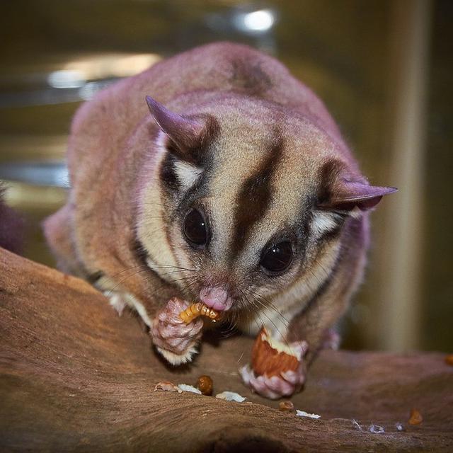 12 Makanan Kesukaan Sugar Glider Dan Cara Memberikan Makannya Hot Liputan6 Com