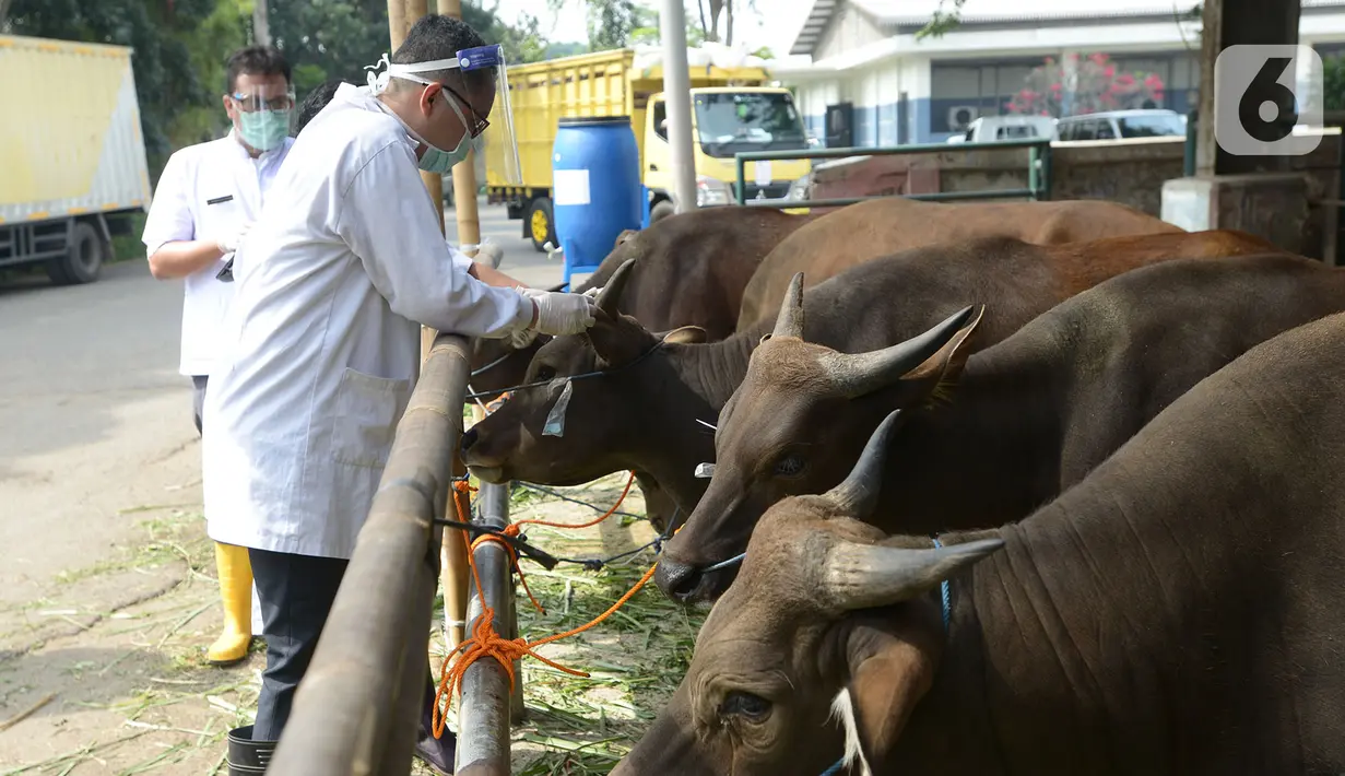 Petugas Pusyankeswannak Dinas KPKP DKI Jakarta melakukan pengawasan pemeriksaan kesehatan  hewan kurban di Rumah Potong Hewan (RPH) Cakung, Jakarta, Jumat (10/7/2020). Kegiatan ini dilakukan untuk kesejahteraan hewan di tempat penampungan. (merdeka.com/Imam Buhori)