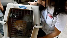 Seorang aktivis dari LSM Animals Lebanon tiba di tempat penampungan dengan membawa seekor kucing di pinggiran selatan Beirut pada 3 Oktober 2024. (Joseph EID/AFP)