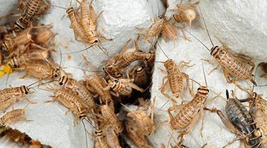Jangkrik dijadikan Camilan Diet, Sehatkah?