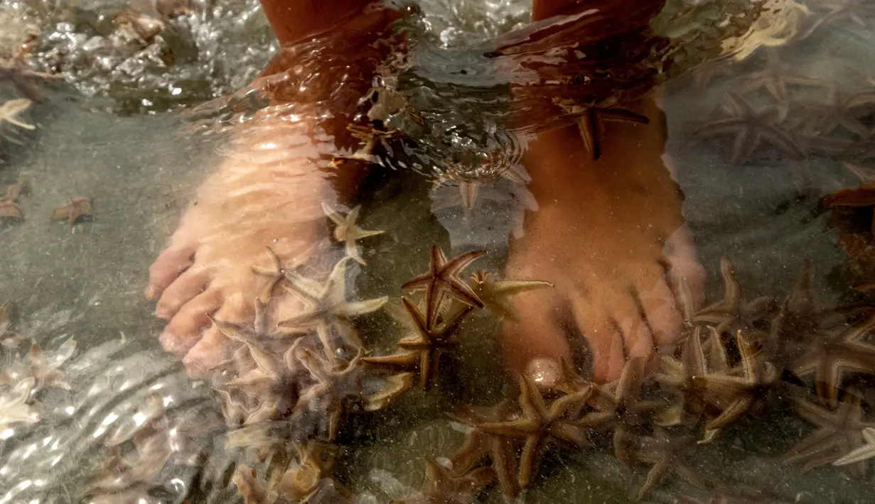 Seseorang bermain dengan bintang laut yang terdampar di Garden City Beach, South Carolina, Amerika Serikat, Senin (29/6/2020). Kehadiran ribuan bintang laut yang terdampar menyita perhatian warga serta wisatawan untuk mengembalikan mereka ke laut. (Jason Lee/The Sun News via AP)