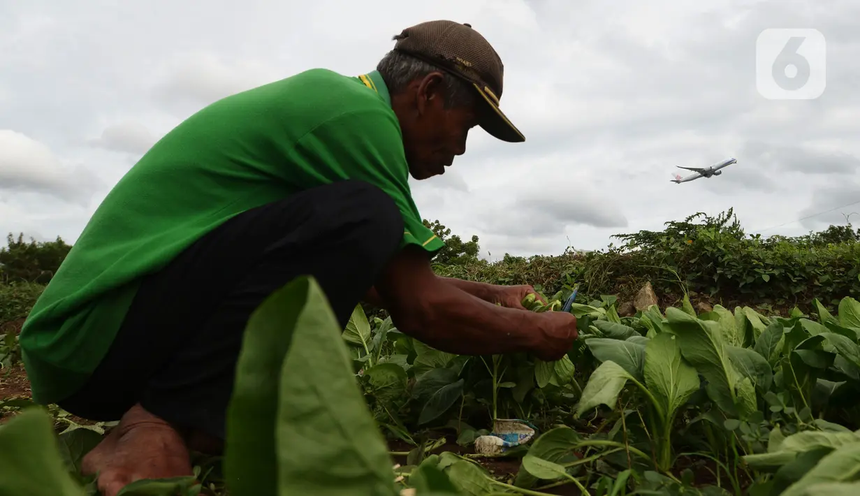 Warga memanen sawi di Para Meter Utara Desa Selapanjang, Tangerang Banten, Selasa (23/11/2021). Petani menjualnya satu gabuk  isi 20 ikat dengan harga Rp 60 ribu rupiah ke pasar induk Tangerang. (merdeka.com/Imam Buhori)