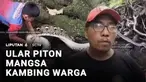 Ular piton sepanjang 6 meter ditemukan dekat permukiman warga di daerah Simboro, Kabupaten Mamuju, Sulawesi Barat. Ular piton diduga baru saja memangsa seekor kambing.