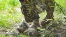 Dalam foto tanpa tanggal memperlihatkan seekor anak Harimu Sumatera bermain dengan induknya di Kebun Binatang Wroclaw, Harimu Sumatera berusia dua bulan ini mulai mengenal dunia luar dan belajar berburu dari ibunya bernama Nuri. (Wroclaw Zoo via AP)