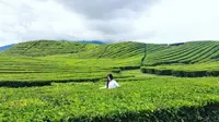 Kebun teh ini merupakan yang tertua di Indonesia dan tertinggi kedua di dunia. Doc: https://www.instagram.com/pesonakerinci (@pesonakerinci)