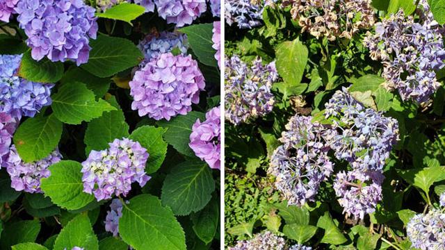 7 Potret Bukti Gelombang Panas di Kanada, Telur Bisa Sampai Matang