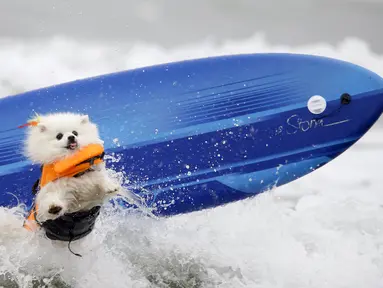 Ziggy, anjing ras american eskimo melompat dari papan seluncurnya saat dihempaskan ombak ketika mengikuti kompetisi surfing anjing Petco Unleashed ke-10 di pantai Imperial, California, 1 Agustus 2015. (REUTERS/Mike Blake)