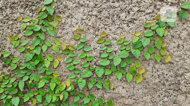 Hasil foto di luar ruangan menggunakan kamera Samsung Galaxy A10 dengan mode Auto. Liputan6.com/Iskandar