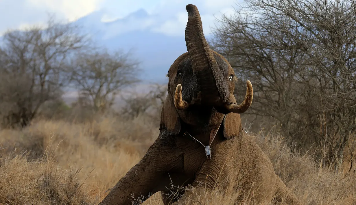 Gajah berusaha bangun usai dipasangkan radio satelit di Amboseli National Park, Kenya (2/11). Pemasangan radio satelit untuk mempermudah pelacakan gajah liar serta mengendalikan perburuan liar. (REUTERS/Thomas Mukoya)