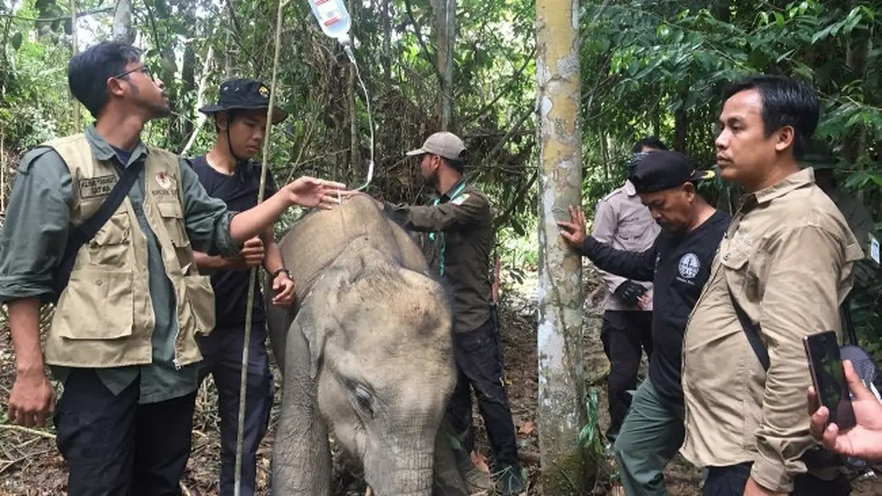 Petugas BBKSDA Riau mengobati anak gajah terjerat di konsesi sebuah perusahaan.