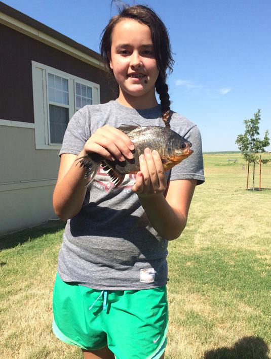 FOTO Remaja Ini Temukan Ikan Bergigi Mirip Gigi Manusia 